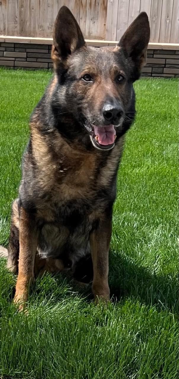 Police K9 found dead