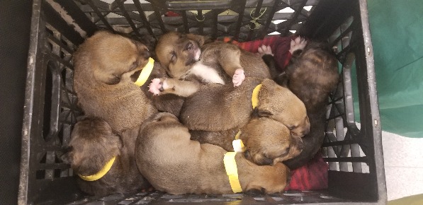 Puppies abandoned at construction site