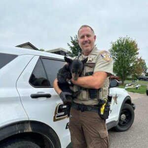 Orphaned bear cub rescued
