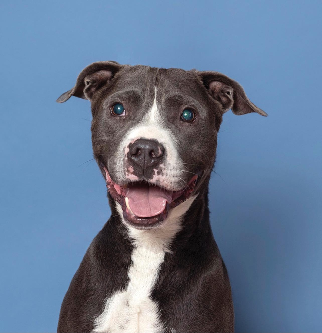 Gentle, visually impaired dog overlooked since May