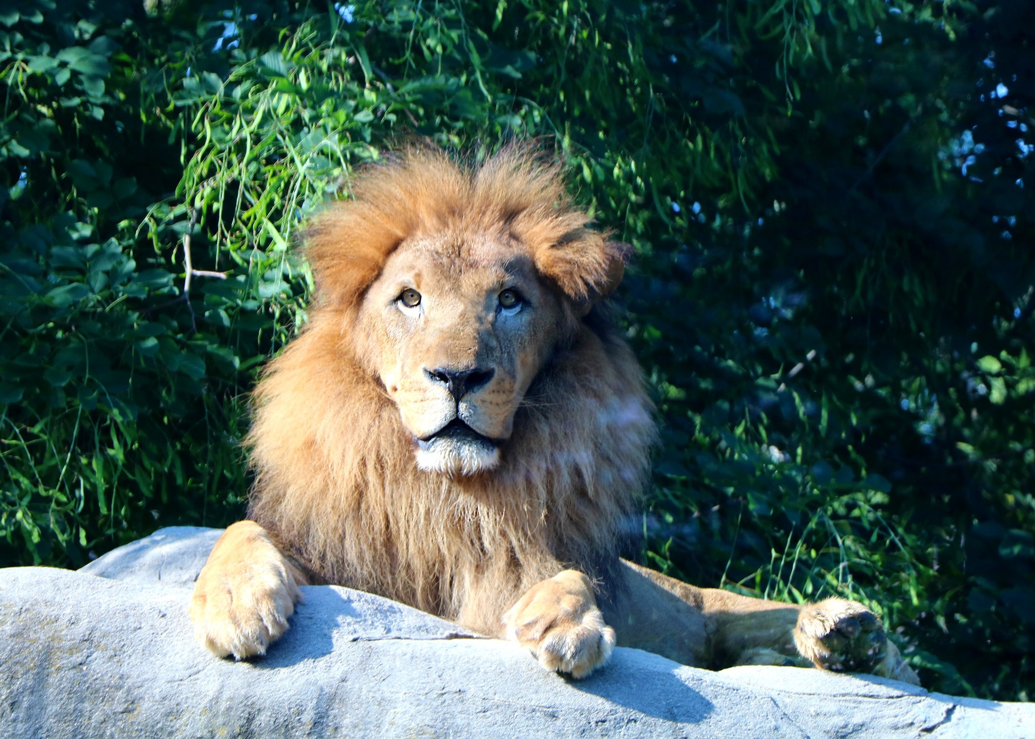 Zoo announces death of African lion.