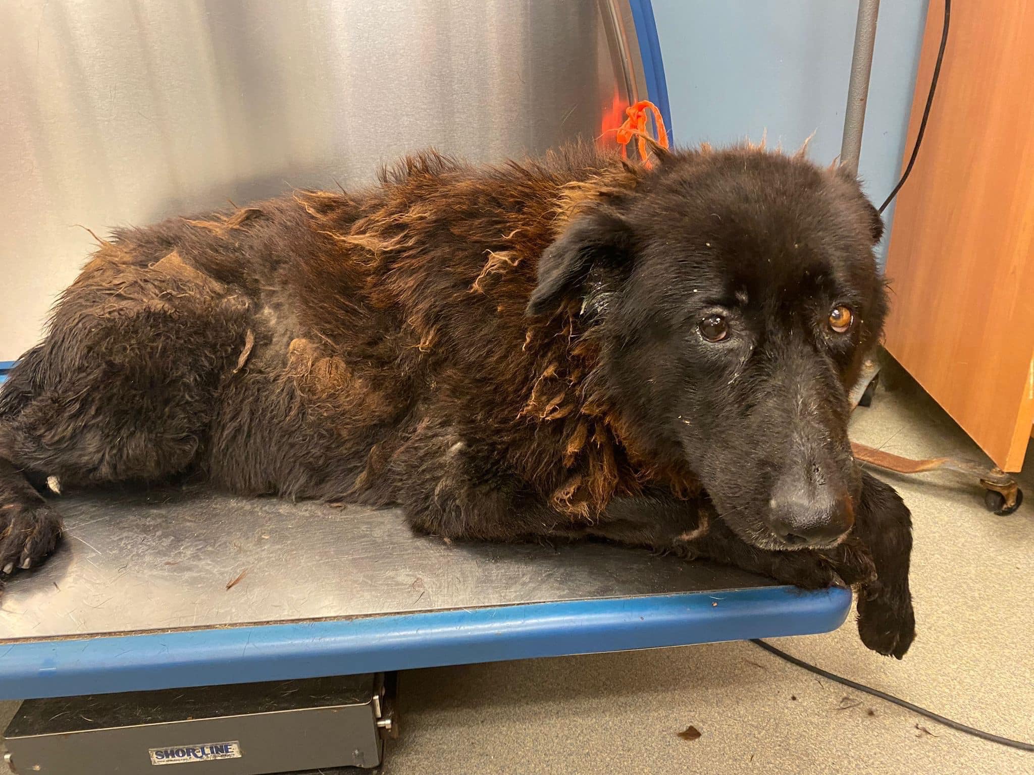 Florida shelter dog, Luna, is "code red"