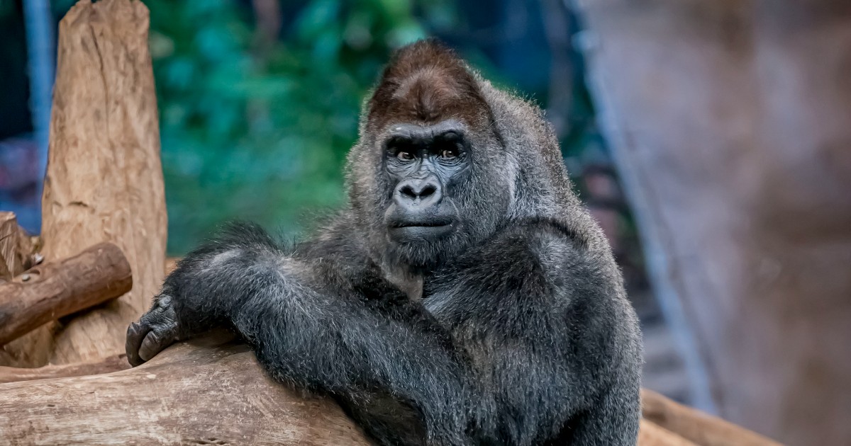 Zoo announces death of beloved gorilla, Oliver
