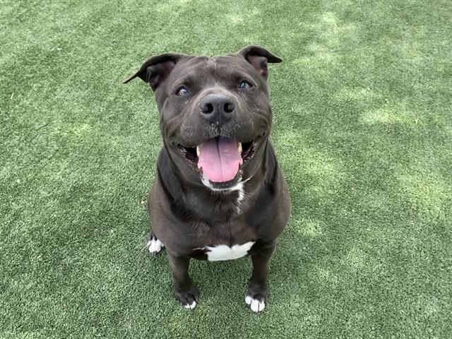 Volunteer pleads for overlooked dog to be saved