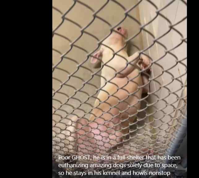 Homeless Dog Cries Constantly