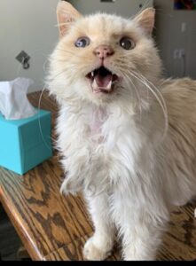 Elderly, ailing cat named Eddie