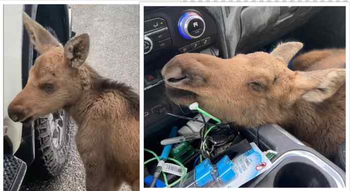 Man Fired After Saving Moose Calf