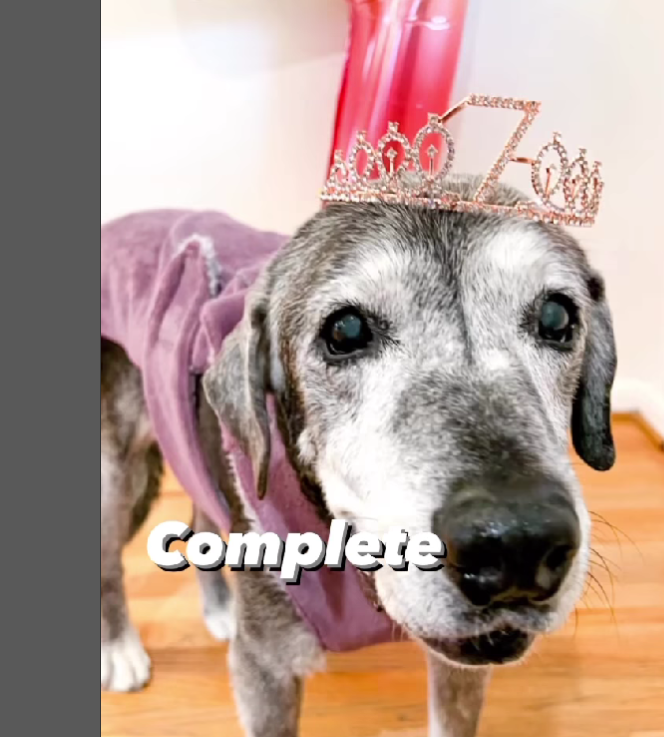 Annie knew love in the last year of her life thanks to the people who fostered her.