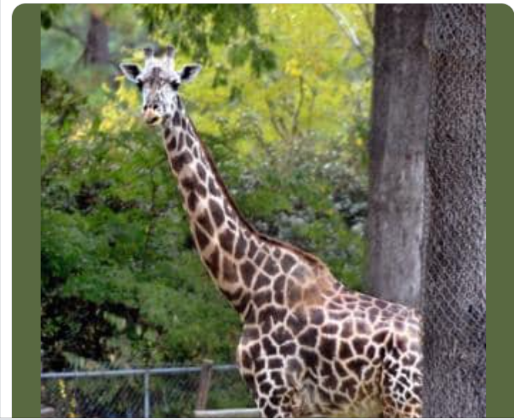Zoo mourns death of elderly giraffe