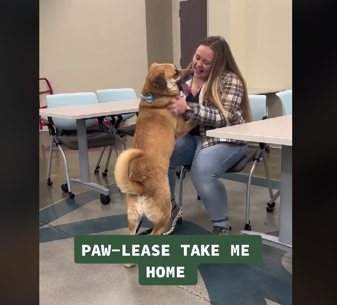 Benji, overlooked dog is shelter's longest resident