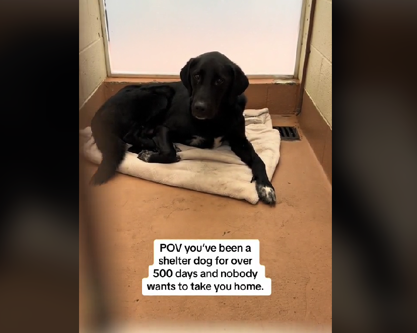 Lonely dog has waited over 500 days to be adopted from shelter
