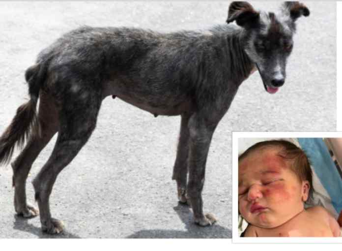 Dog Carries Abandoned Baby