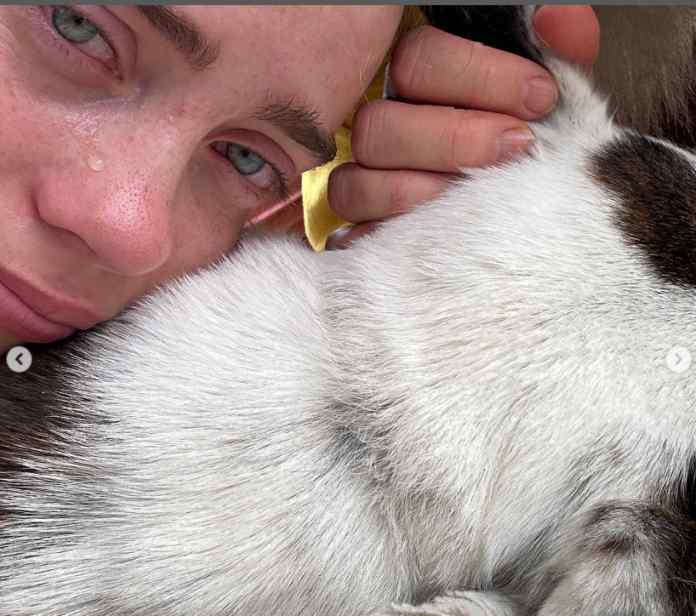 female cat sterilization