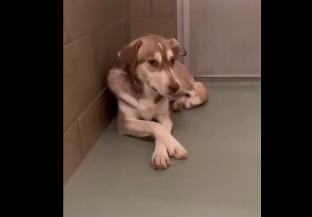 Rescue group pulled puppies, leaving their mother behind