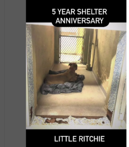 Little Ritchie, forgotten in shelter for five long years