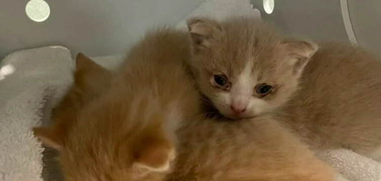 Feline house of horrors found in NC