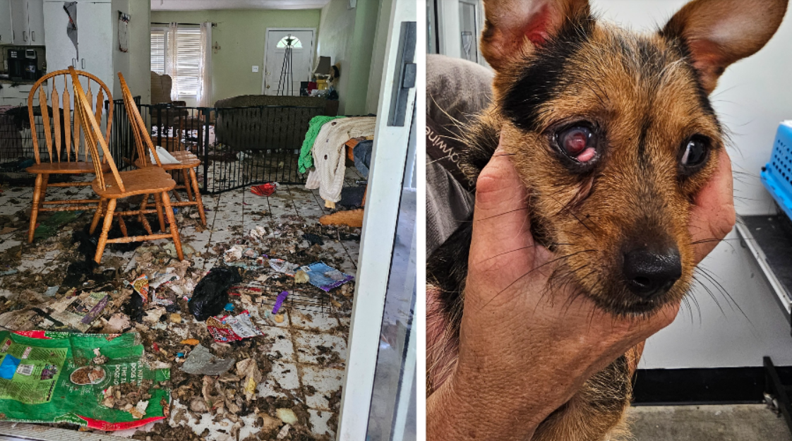 Dozens of dogs rescued from abandoned house