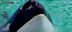 Lolita the whale has died