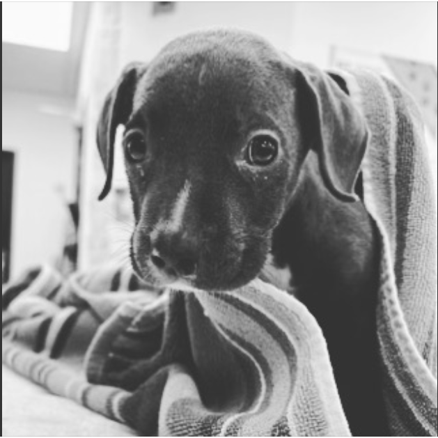 Devastating update about puppy who suffered severe burns