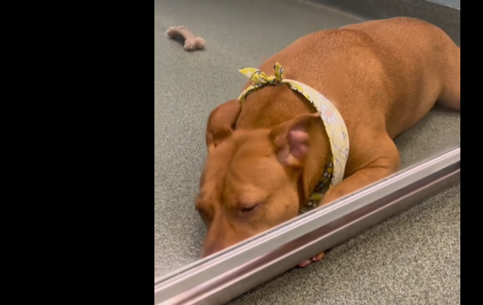 Sad dog lost hope of being adopted from shelter