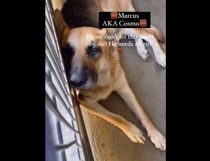Sweet, sad German shepherd needs a hero