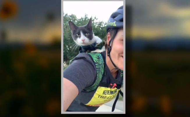 Colorado couple's cat a victim of animal cruelty