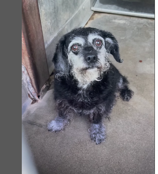 Senior dog trembling in shelter, waiting to be saved