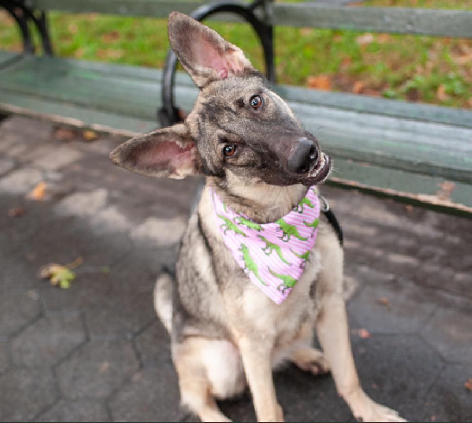 Zero applications for snuggly dog at crowded NYC animal shelter