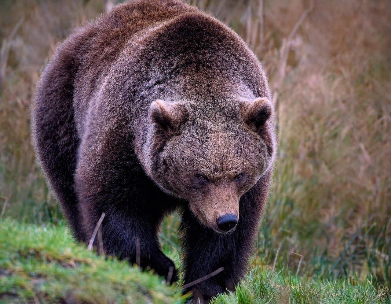 Woman killed in apparent bear attack near Yellowstone