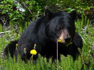 A sickly bear had to be euthanized after its intestines were blocked due to human trash (Stock image via Pixabay)