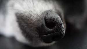 Dogs died in transport trailer after air-conditioning system failed (stock image)