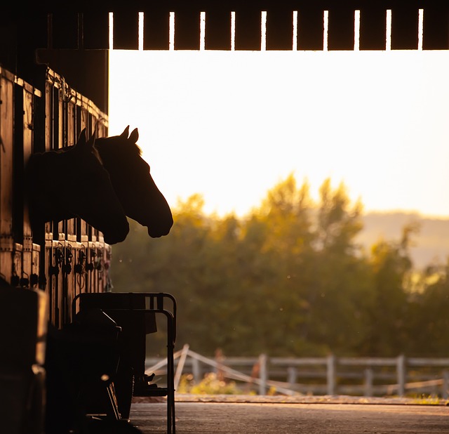 Horse died during horse show