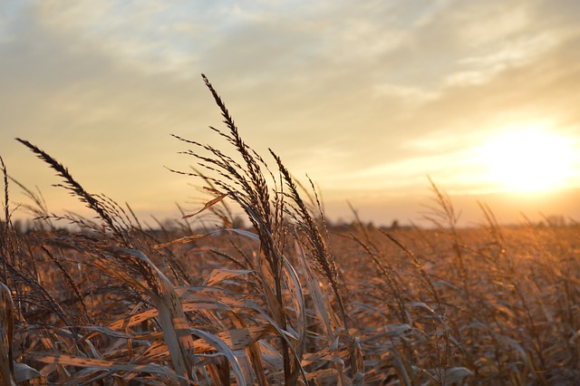 Three people and a dog died after falling into a corn field hole in Texas