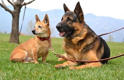 Bonded seniors, Trinity and Max