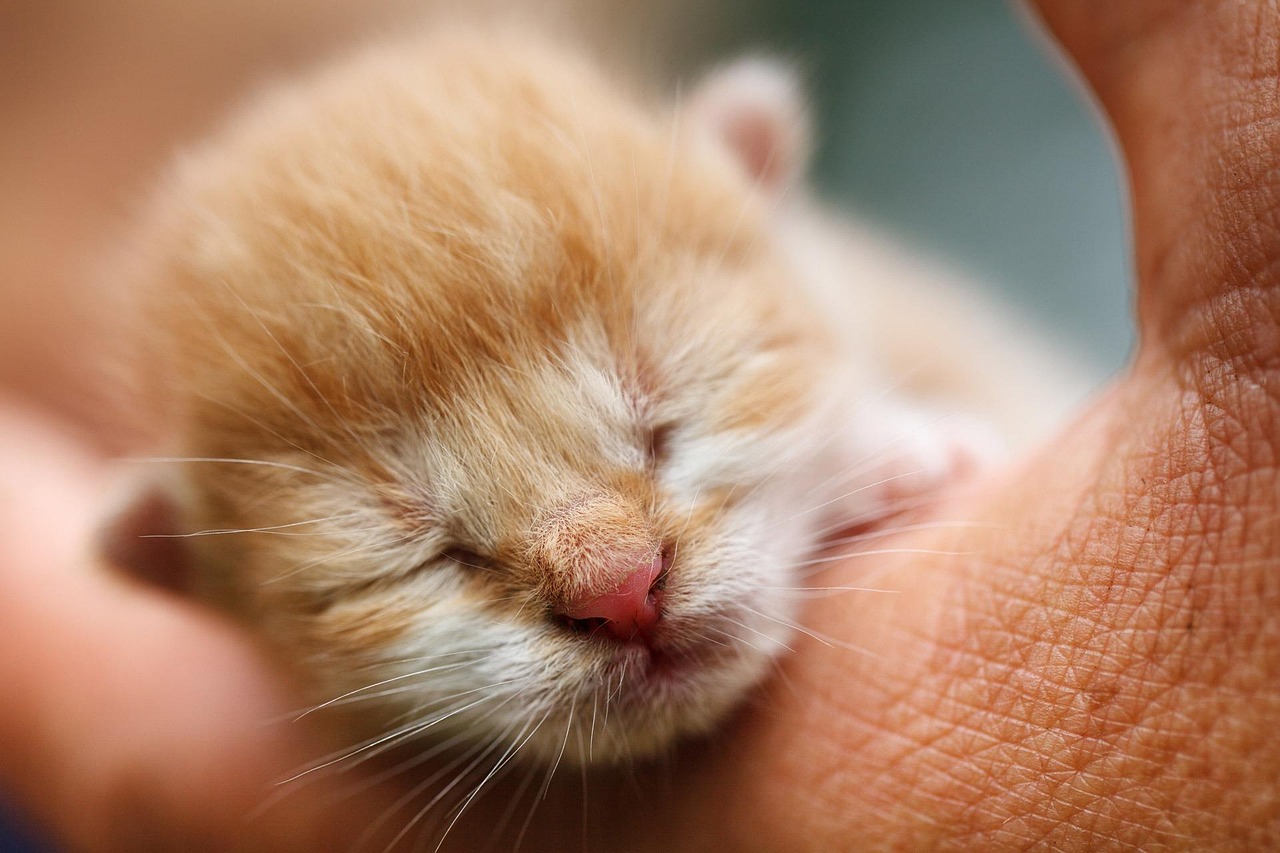 Free Kitten Feline photo and picture